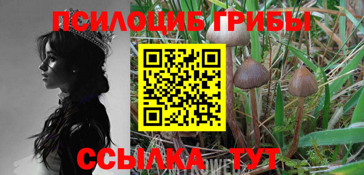 Ачхой-Мартан  Псилоцибиновые грибы мицелий  Вход с VPN 